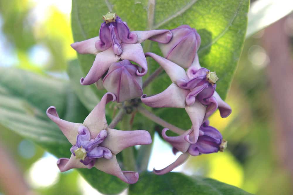 Calotropis, Geogeo. Photo Pierre Henri Vannieuwenhuyse