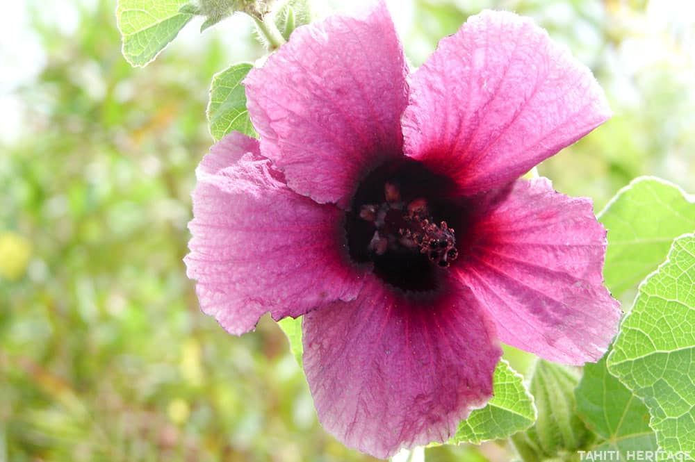 Hibiscus australis, hibicus endémique de Tubuai © Tahiti Heritage