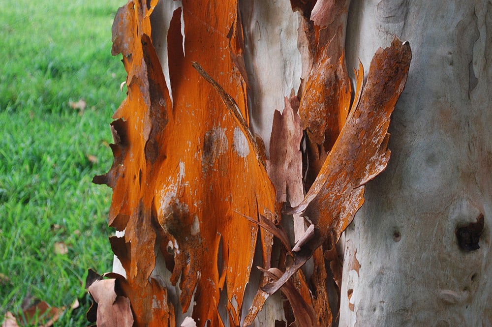 Ecorce d'Eucalyptus