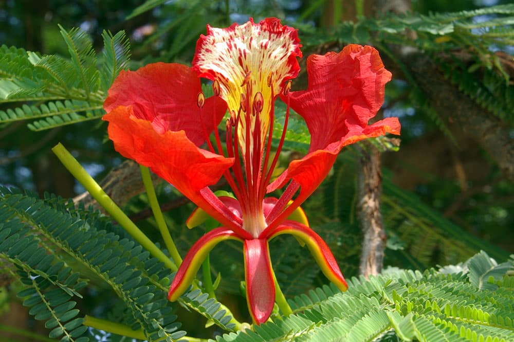 Fleur de Flamboyant. Delonix regia