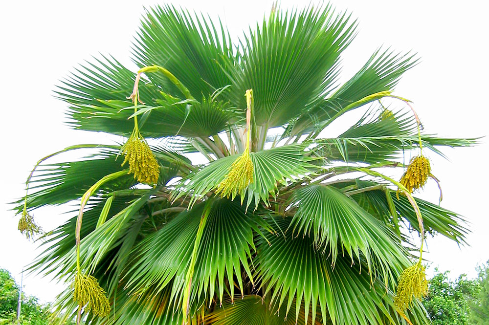 Palmier de Niau - Pritchardia pericularum