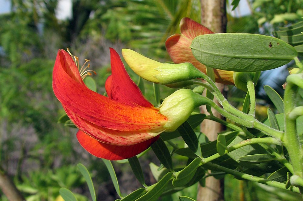 Kofai - Sesbania coccinea subsp. atollensis. J.F Butaud