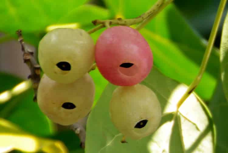 Fruits de Titaina, Hernadia Sonora