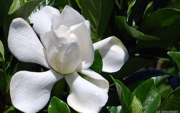 Gardenia jasminoides de Tahiti, Tiare Taina . Photo JP Simonnet