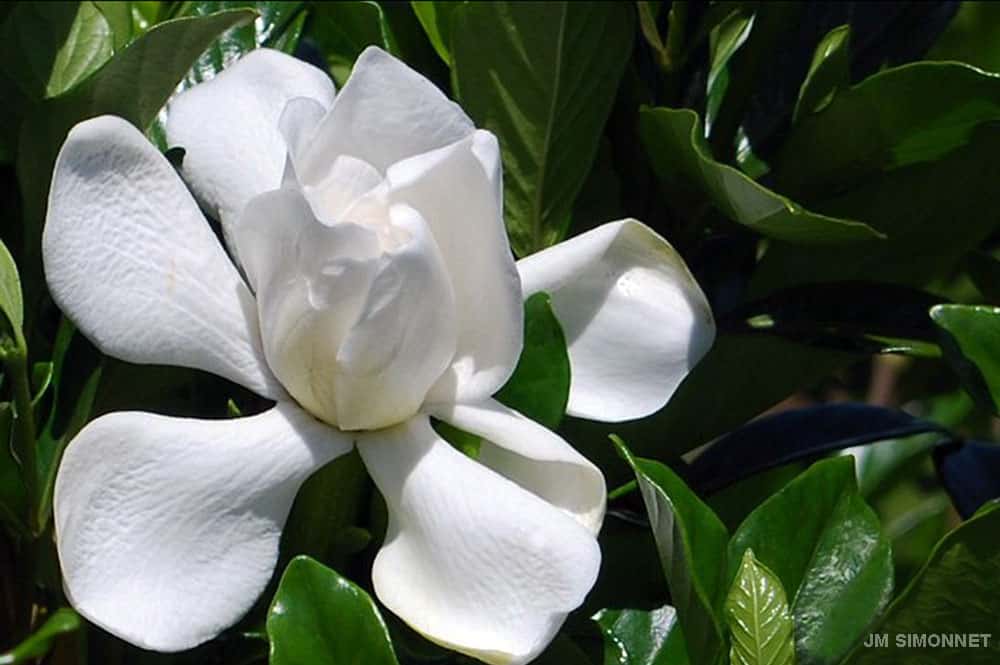 Gardenia jasminoides de Tahiti, Tiare Taina . Photo JP Simonnet