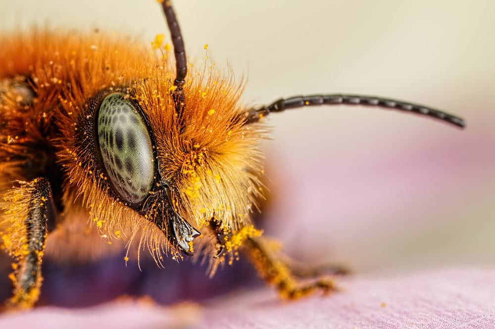 Tête d'Abeille - Teura. Photo Dalantech