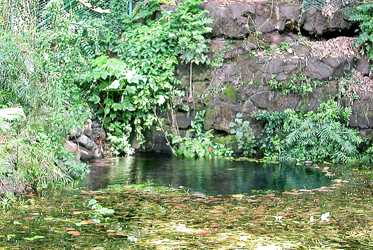 Bain de la reine, Arue Tahiti