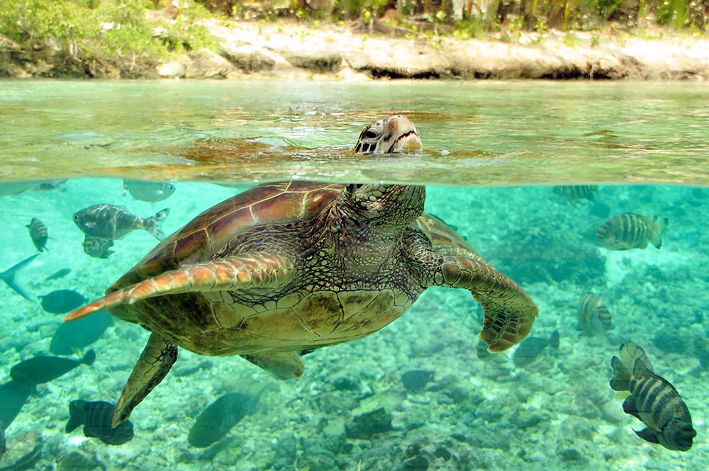 Centre de protection des tortues marines de Bora Bora. Photo Elsa Fernicle