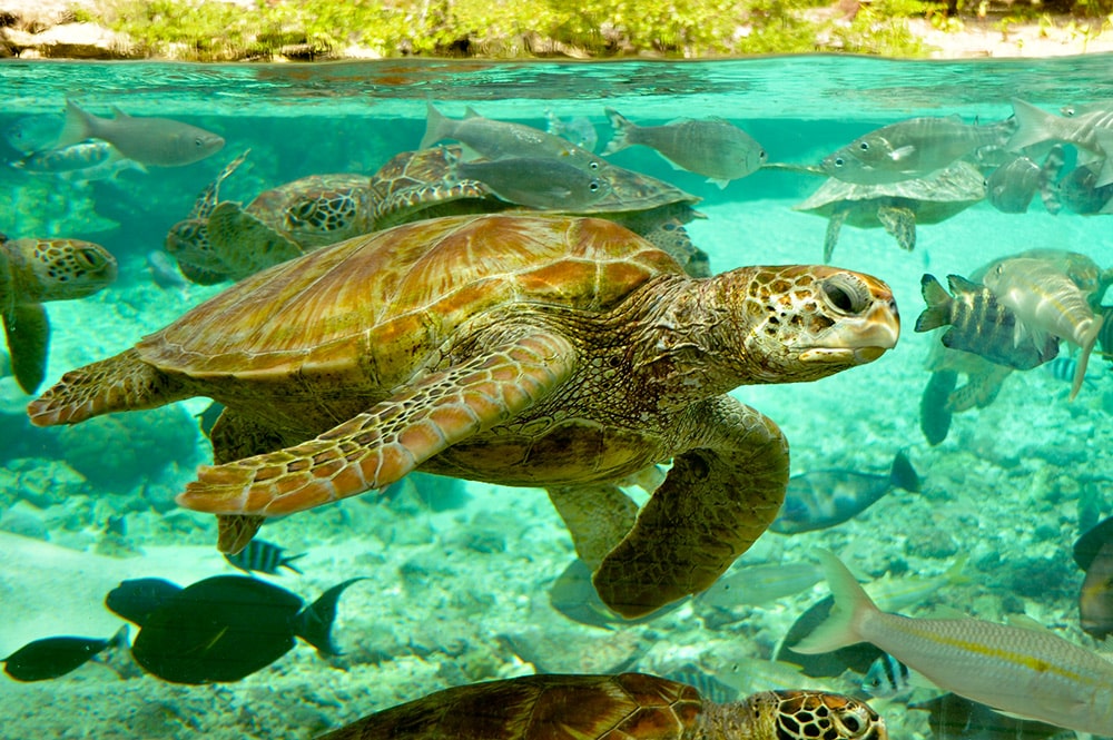 Centre de protection des tortues marines de Bora Bora. Photo Elsa Fernicle