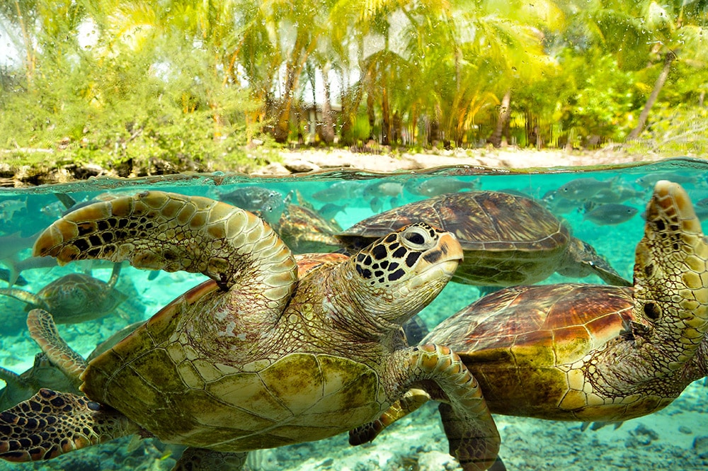 Centre de protection des tortues marines de Bora Bora. Photo Elsa Fernicle