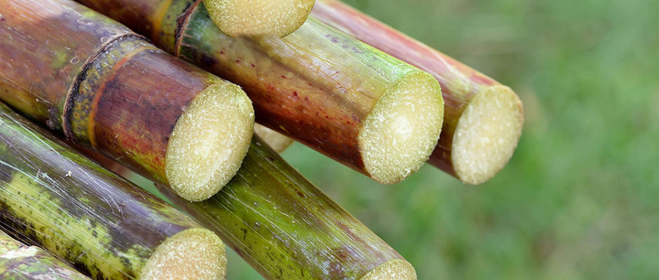 Canne à sucre