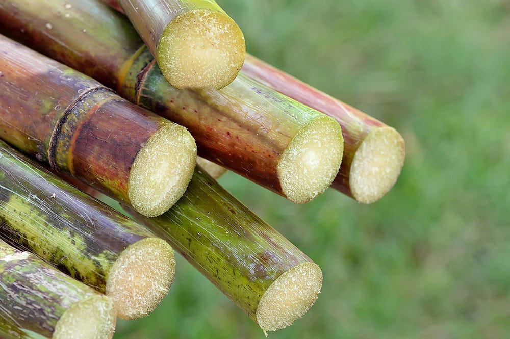 Canne à sucre