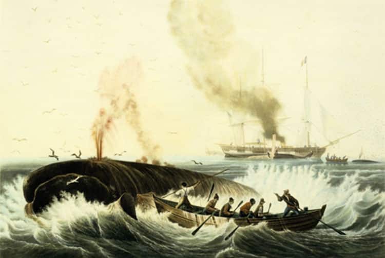 Chasse à la baleine