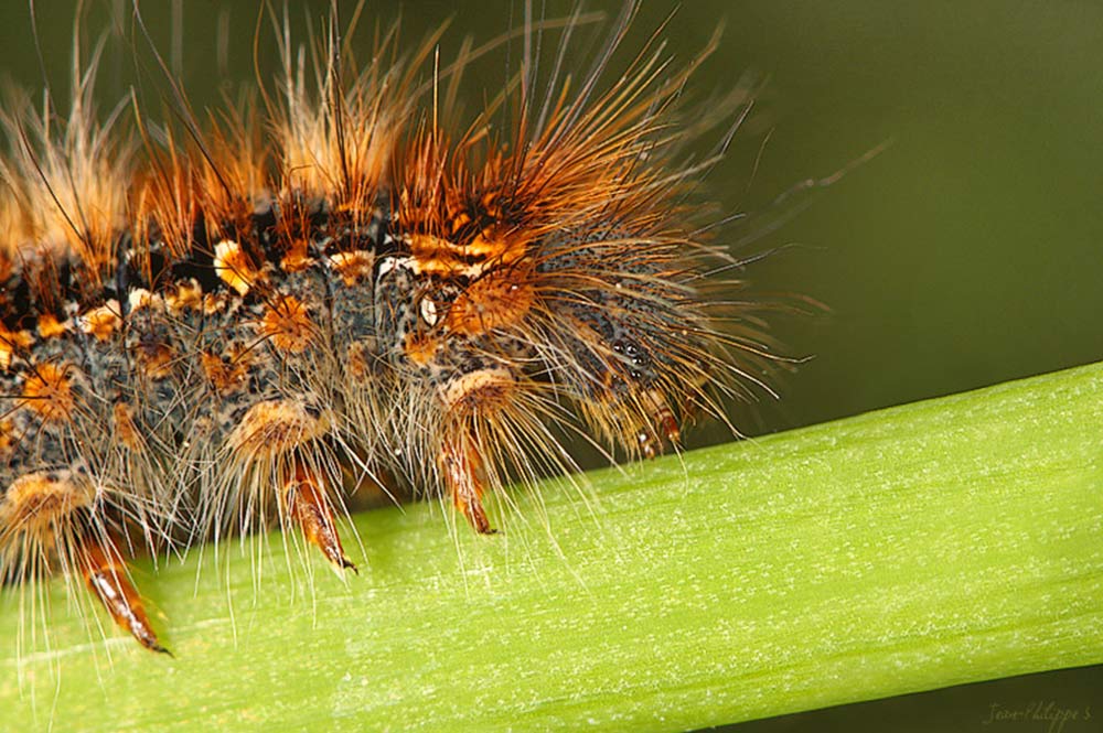 Chenille. Photo Jean Philippe -Viltansou