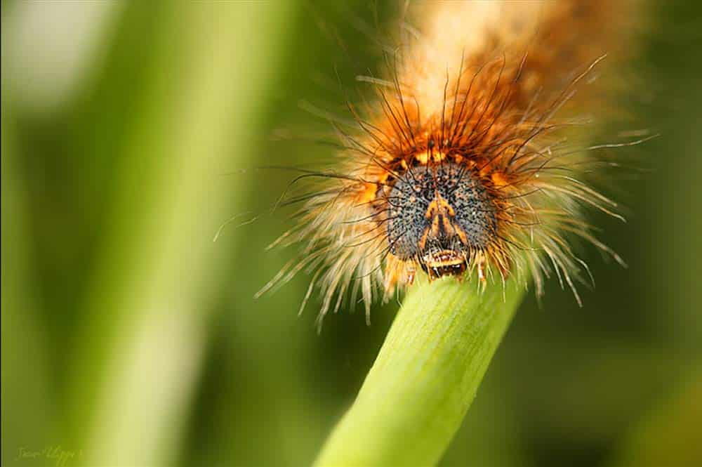 Chenille. Photo Jean Philippe -Viltansou