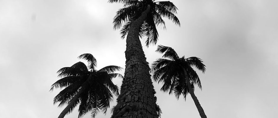 Cocotiers, père et fils. Photo Olivier Babin