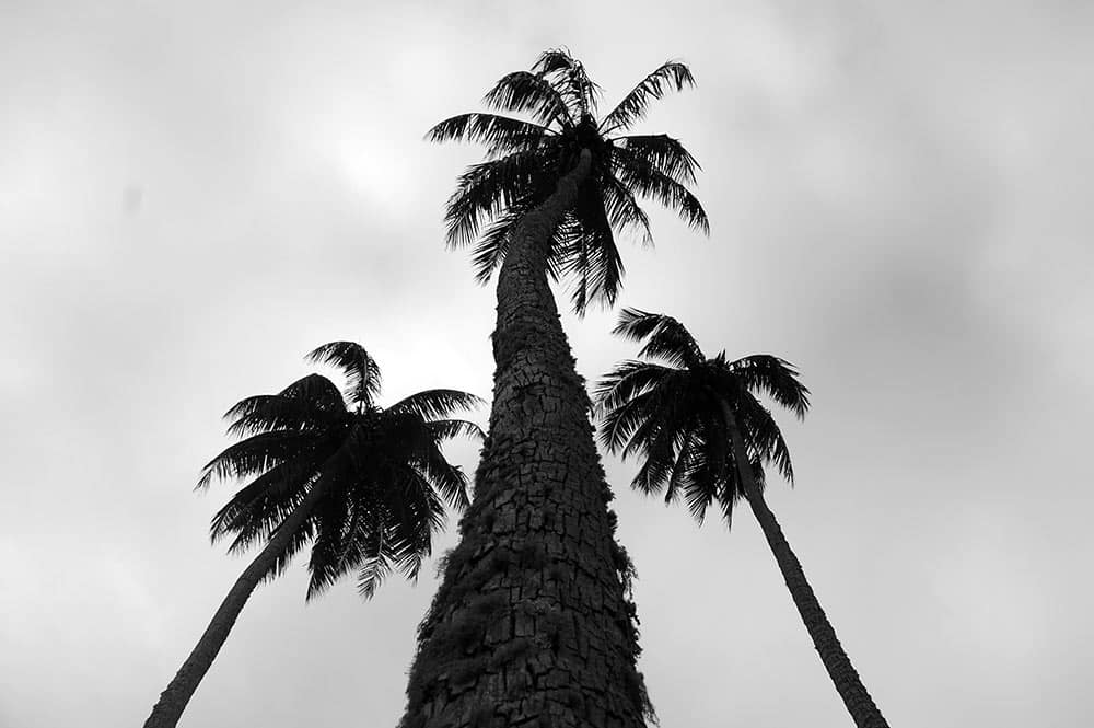 Cocotiers, père et fils. Photo Olivier Babin