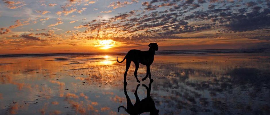 Piihoro, le chien protecteur des Teva