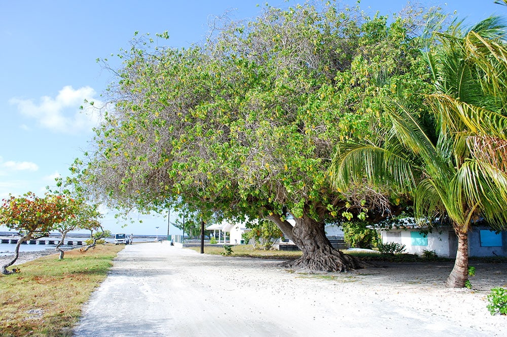 Les trois tou, du quai de Teana, à Fangatau. © Tahiti Heritage