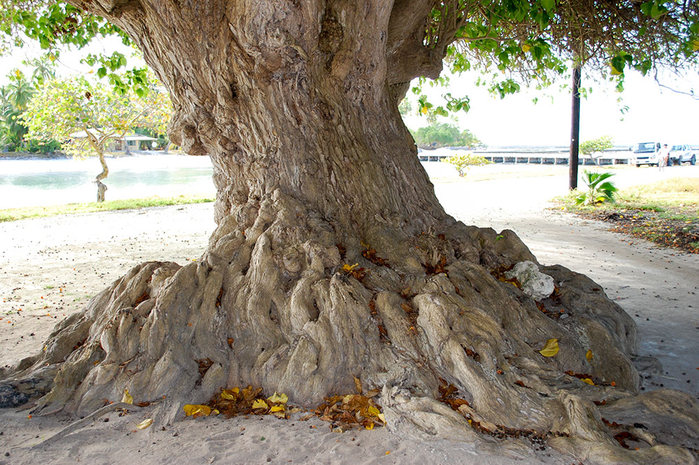 Pied d'un des tou, du quai de Teana, à Fangatau. © Tahiti Heritage