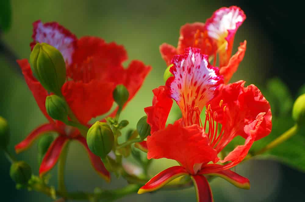 Flamboyant, Delonix regina © Tahiti Heritage