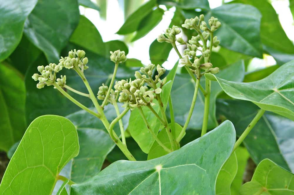 Fleurs de Titaina, Hernadia Sonora