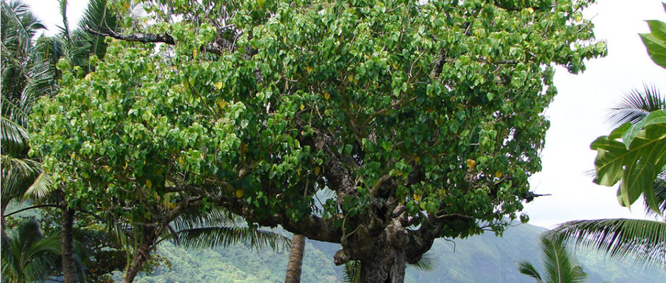 Tianinia, Hernandier, Hernadia Sonora-Tautira © Tahiti Heritage