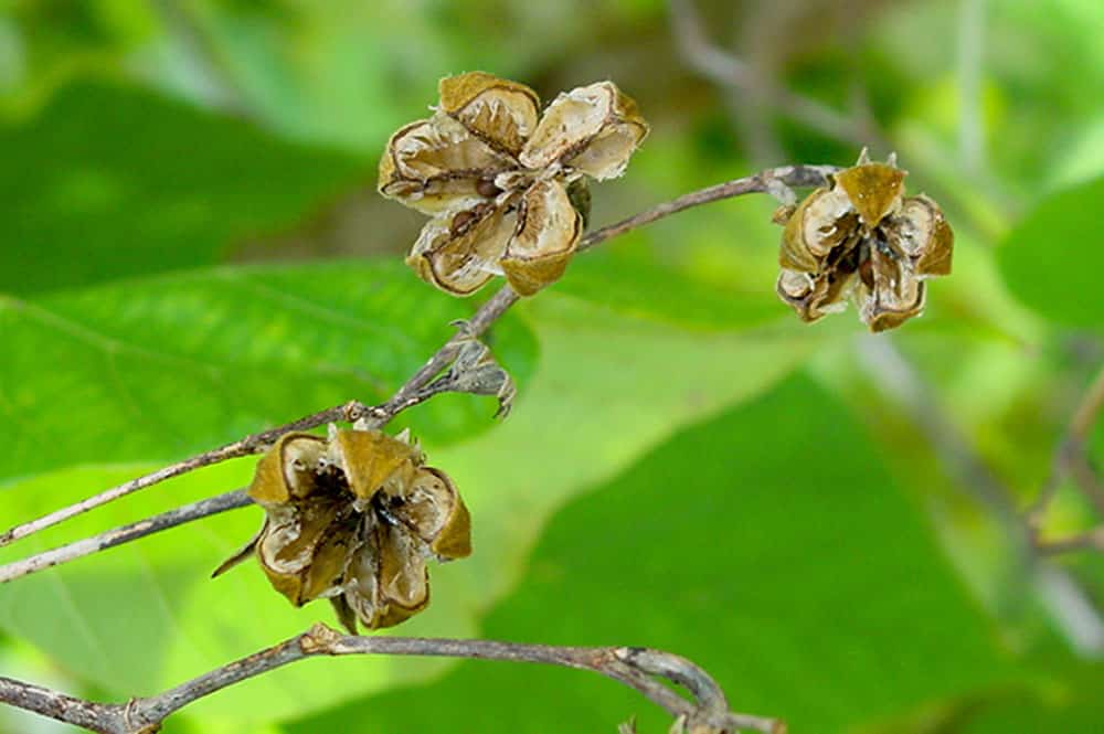 Fruit du Purau