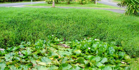 Source du lac Fauna Nui, à Huahine