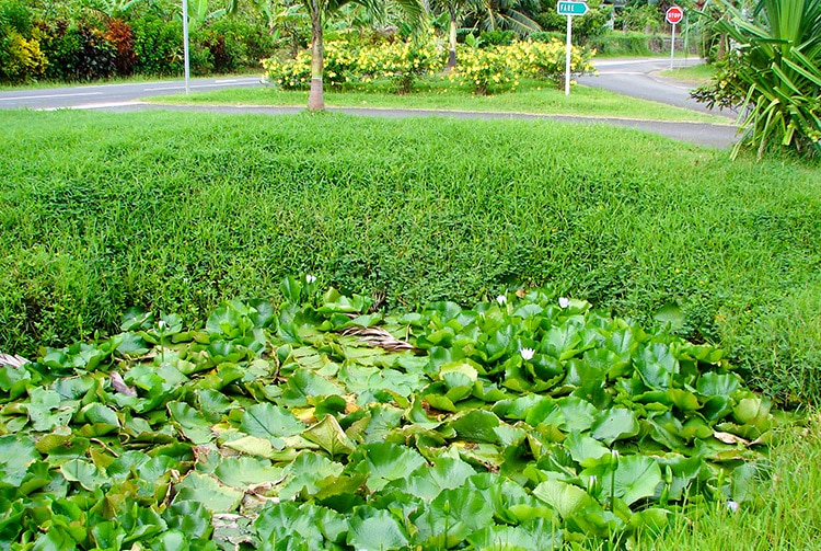 Source du lac Fauna Nui, à Huahine