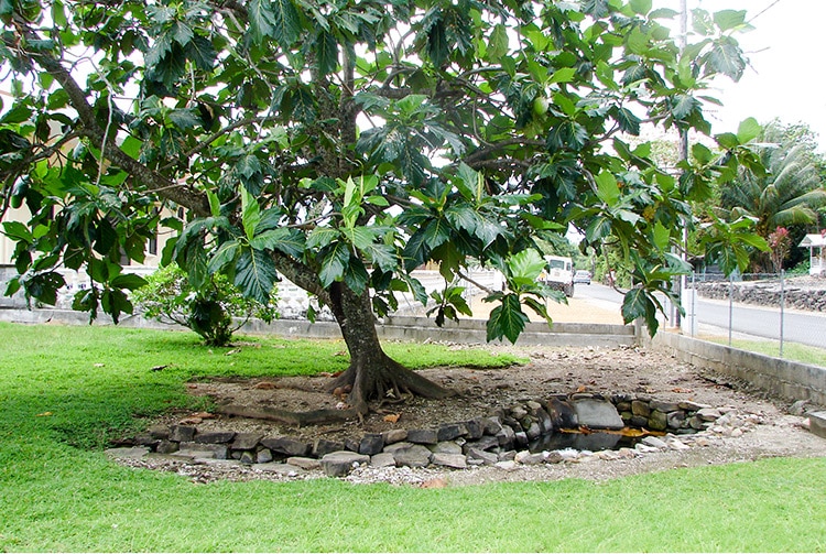 Uru de la variété Hamoa, au pied de la source Vaipua Maeva, Huahine