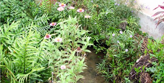 Source Punamiti de l'école de Parea. île de Huahine