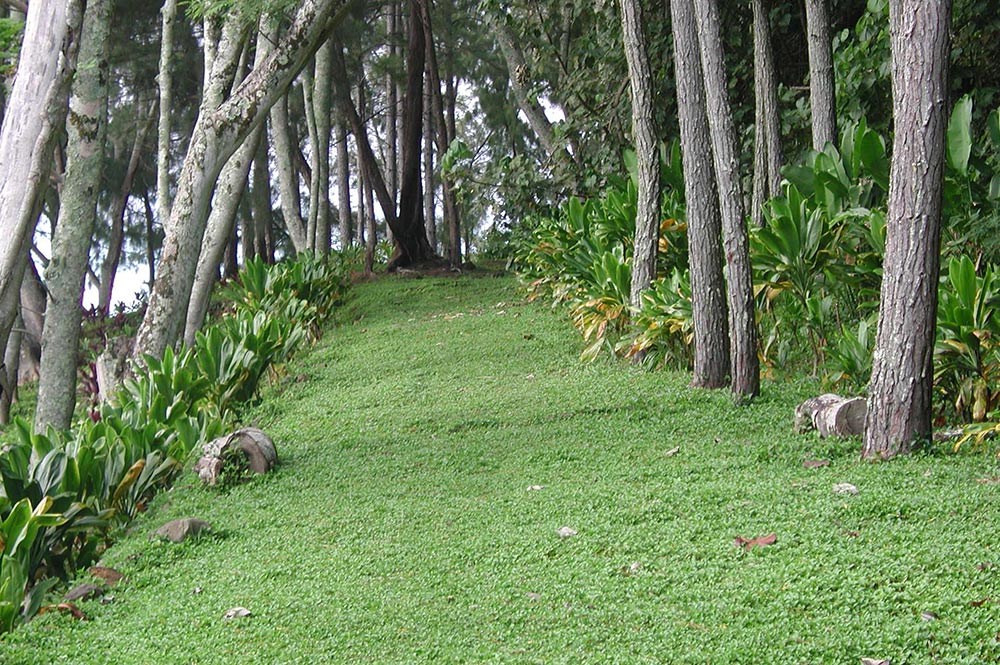 Chemin des soeurs à Rouru, Mangareva © Tahiti Heritage