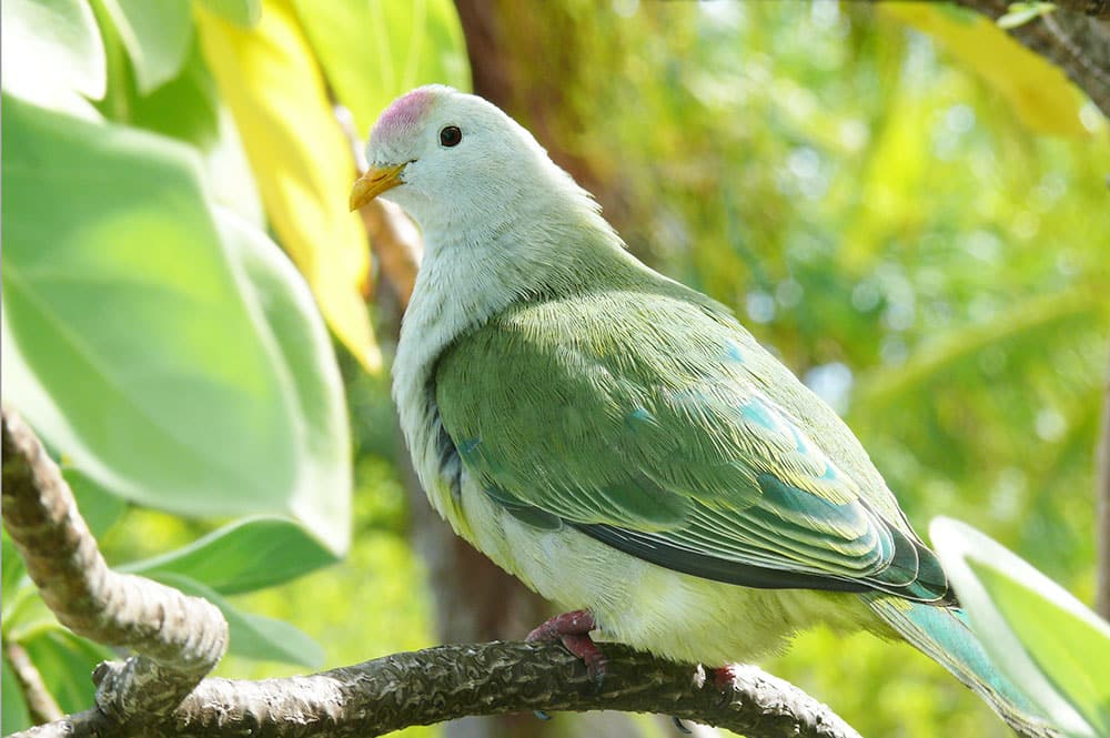 Ptilope, O'o - Pigeon vert. Photo Claude Serra