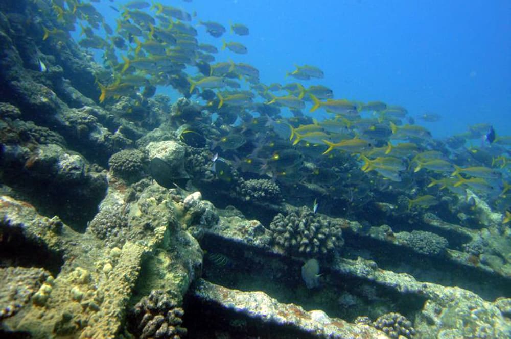 Epave de la Zélée à Papeete. Photo Venustars