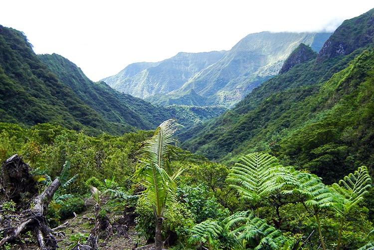 Vallée Te Faaiti, vallée de Papenoo. Diren