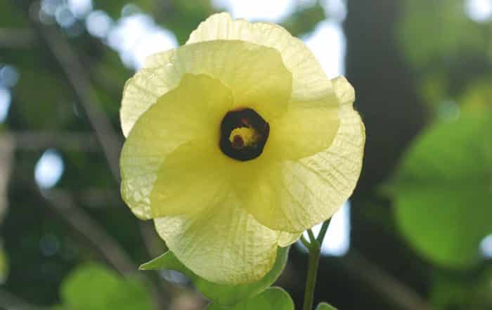 Fleur jaune d'hibiscus taliaceus, Purau de Tahiti