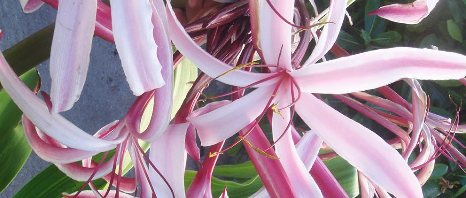 Fleurs du Crinole d'Asie rose