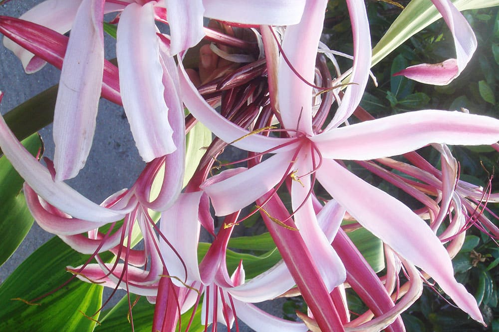 Fleurs du Crinole d'Asie rose