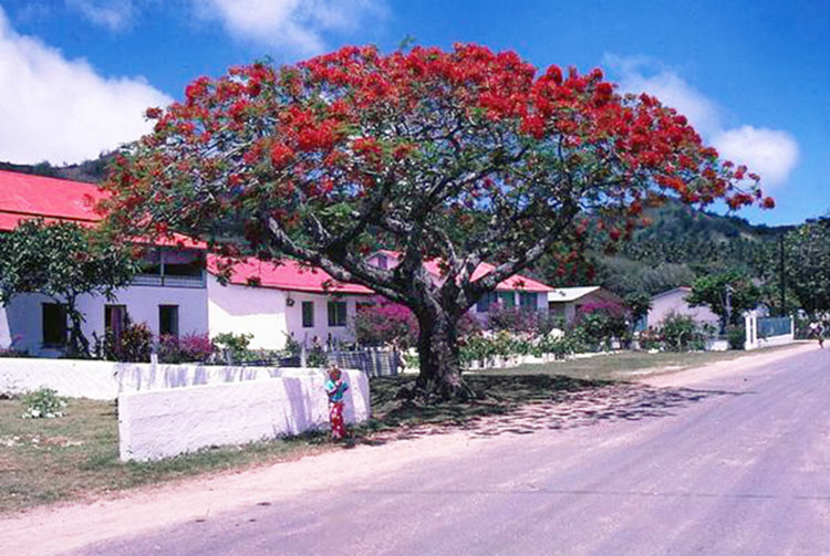 Flamboyant de Moreai, à Rurutu, en 1982