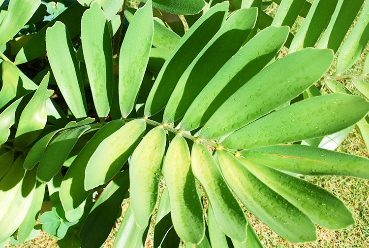 Feuilles de Zamia