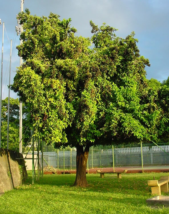 BIgnay, l'arbre qui pue du tennis de Pirae