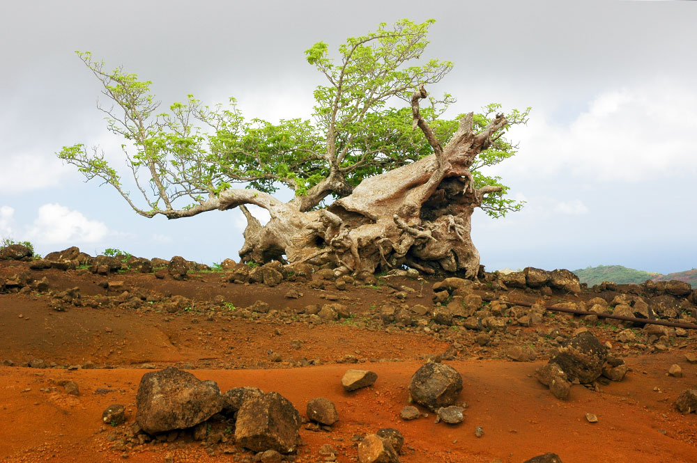 Arbre solitaire de l'île de Eiao, aux Marquises. Photo Claude Serra