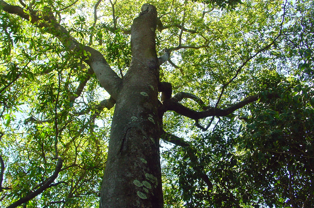 Mape piropiro, Courbaril © Tahiti Heritage