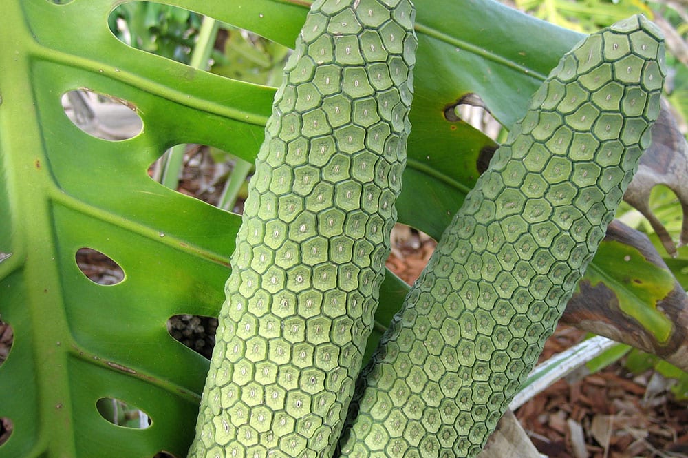 Fruit du Monstera déliciosa