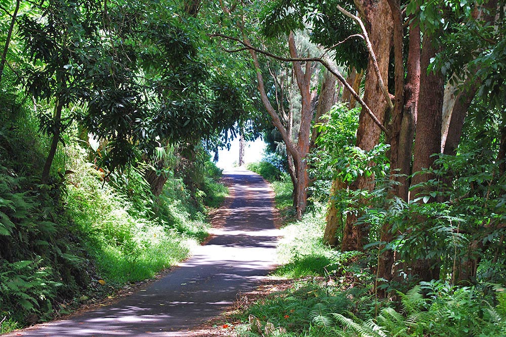 Route du belvédère de Pirae