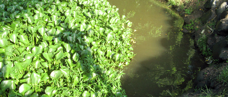 La dame blanche de Vaipopo, Punaauia