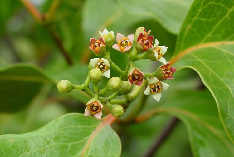 Fleurs de Santal, Santalum Insulare. Photo Jean-François Butaud