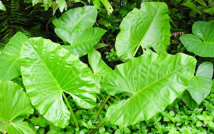 Feuilles de Taro - Colocasia esculenta