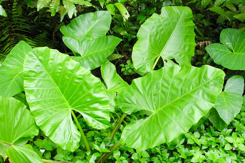 Feuilles de Taro - Colocasia esculenta